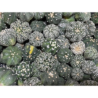 แอสโตร Astrophytum แคคตัส ลูกแอสโตรไฟตัมเว้า แอสโตรปลาดาว  ราคาเบาๆขนาดกำลังน่ารักๆ1.2-3 cm+