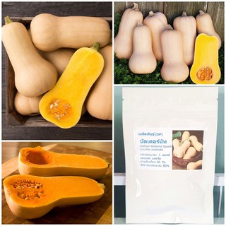 ( 1 ออนซ์) เมล็ดพันธุ์ บัตเตอร์นัท Waltham Butternut Squash Seed ประมาณ 250-300 เมล็ด