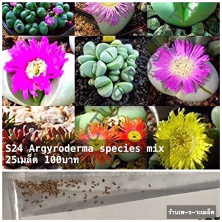 S24 Argyroderma species mix 25เมล็ด 100บาท