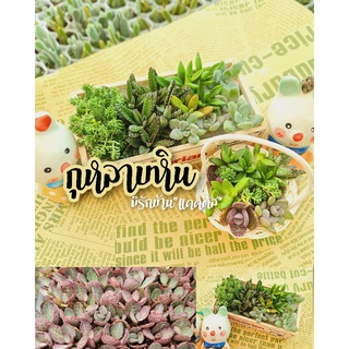 cactus หน่อแคคตัส กระบองเพชร หลายสายพันธุ์ แบบเด็ดสด บางหน่อมีรากแล้ว