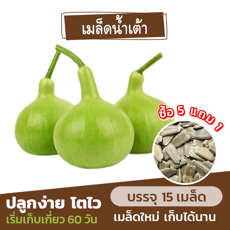 เมล็ดพันธุ์น้ำเต้า แบ่งขาย 15 เมล็ด (ซื้อ 5 แถม 1)✨