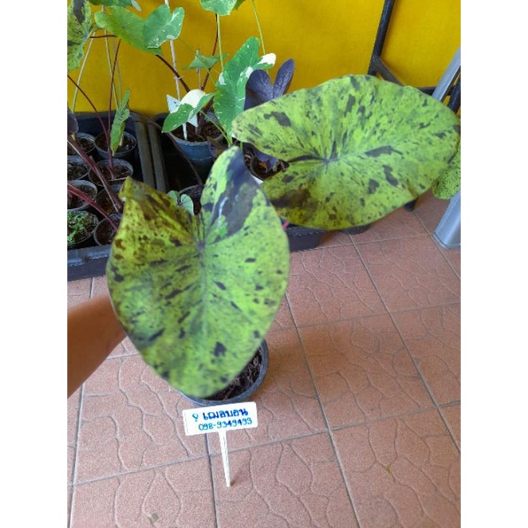 Colocasia Mojito โมจิโต้