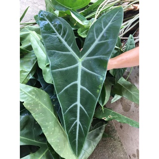 Alocasia​  แก้วหน้าม้าป่าทางใต้ แก้วสารพัดนึก  พญาจงอาจ ขุดสด ๆ ตัดใบรอดแน่นอนจ้า