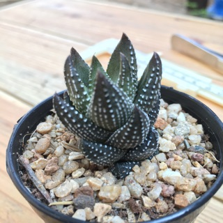 ฮาโวเทียไก่ต๊อก Haworthia Coarctata