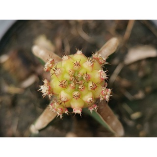 04- โมโมทาโร่ ไม้กราฟ 1 ต้น momotaro Cactus แคคตัส กระบองเพชร ไม้อวบน้ำ ไม้กราฟ​​ Gymnocalycium​ ยิมโน ราคาถูก ไม้ด่าง