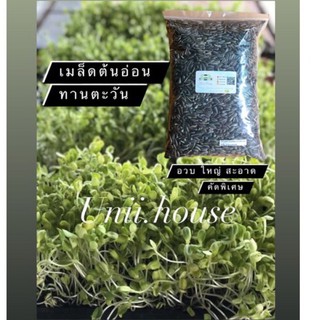 🔥ถูก🔥50กรัม 100กรัม  เมล็ดต้นอ่อนทานตะวัน(ลายคัดพิเศษ)🌱🌻 เพาะต้นอ่อน เพาะไมโครกรีน สำหรับเพาะปลูก