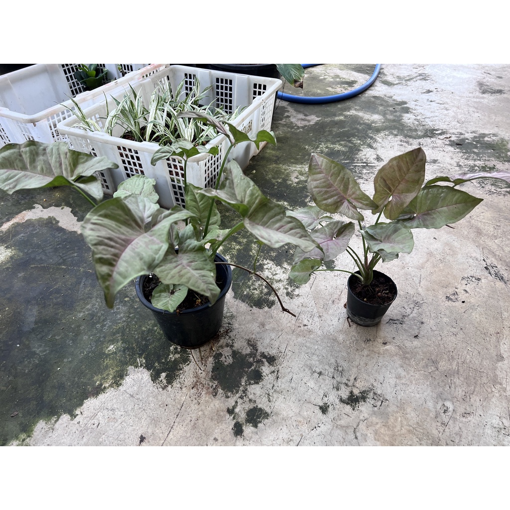 มุมมอง 3