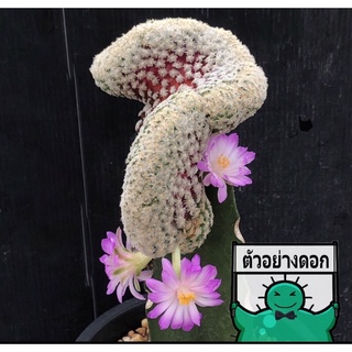 แคคตัส แมม เทเรซ่าคริส mammillaria theresae cristata cactus ไม้กราฟ จำนวน 1 ต้น