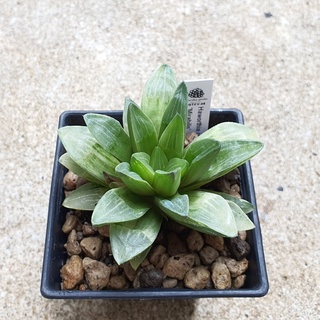 พร้อมส่ง!!ฮาโวเทีย Haworthia retusa variegated Mirabilis จัดส่งแบบล้างราก