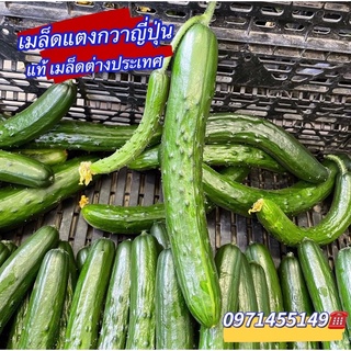 เมล็ดแตงกวาญี่ปุ่น Japanese cucumberบรรจุ 60เมล็ดแท้งนำเข้า