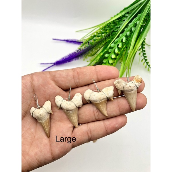 100% Natural Shark Tooth Pendent / Rare Item / Best for รูปที่ 4
