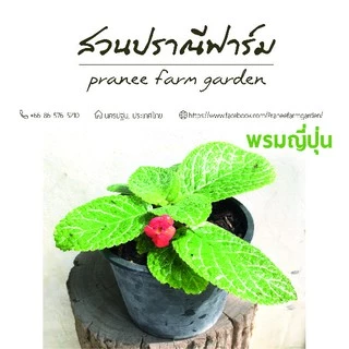 พรมญี่ปุ่น ขนาดกระถาง 6 นิ้ว หลากสีสัน