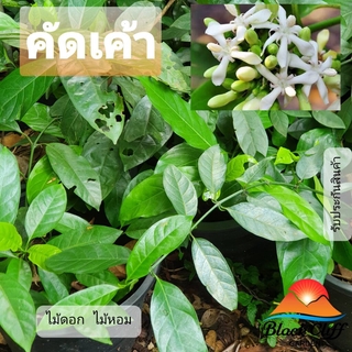 ต้นคัดเค้า คัดเค้า สวนเขาหมาก ไม้หอม ดอกหอม ไม้มงคล เพื่อป้องกันถัยอันตราย แก้ปัญหาอุปสรรค