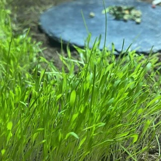 เมล็ดหญ้าทิโมธี Timothy อัลฟาฟ่า Alfalfa 30กรัม ปลูกหญ้าที่บ้านสำหรับให้เต่ากิน อาหารเต่าบก