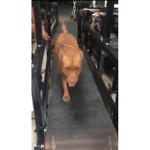 ลู่วิ่งสุนัข siam_powerdog