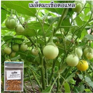 มะเขือตอเเหล 40 เมล็ด เมล็ดพันธุ์ คัดพิเศษ ปลูกง่าย โตเร็ว ผลดก[10 แถม 1 คละได้ ]