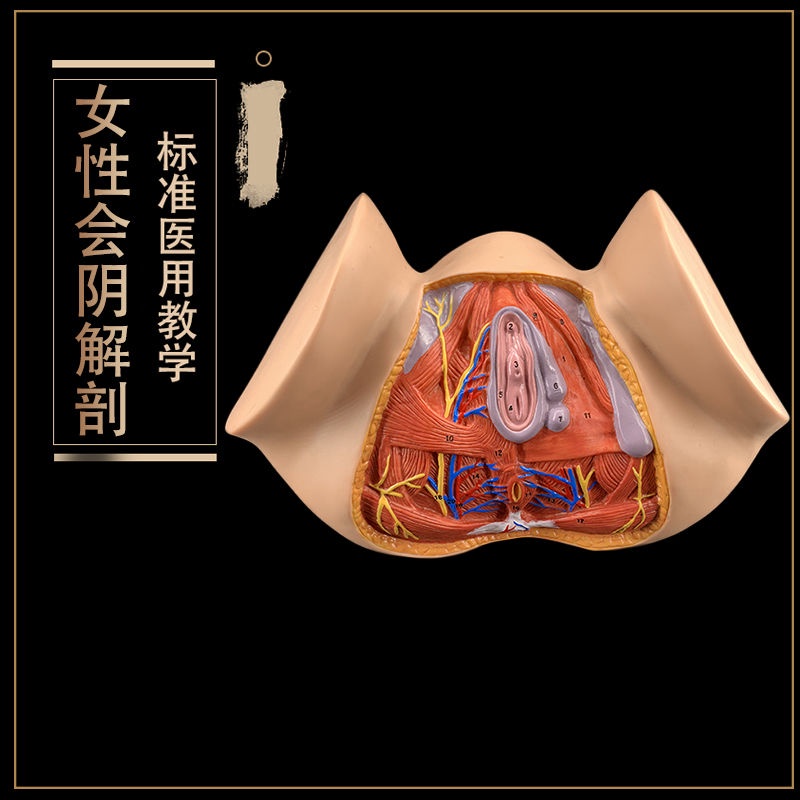 โมเดลหุ่นอนาโตมี่ Female Perineum Model Perineum Anatomy Model Gynecological Anatomy Model Female Ge