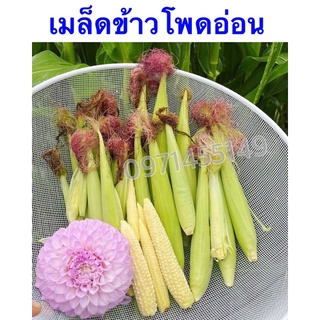 เมล็ดข้าวโพดอ่อน,เมล็ดข้าวโพด พันธุ์ข้าวโพดฝักอ่อน