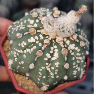 แอ​สโตร​ไ​ฟตั้​มเว้า super  #แคสตัส castus​ astrophytum แอสโตร แอสโตร​ไ​ฟตั้​ม แอสโตรไฟตัม กระบองเพชร แอสโตรวี super