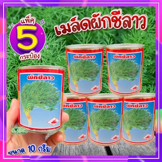 ผักชีลาว แพ็ค 5 กระป๋อง🍃 เมล็ดผักชีลาว 10 กรัม เมล็ดผักสวนครัว เมล็ดผัก เมล็ดพันธุ์ผัก