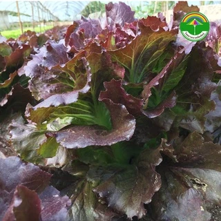 เมล็ดพันธุ์ผักสลัด เรดปัตตาเวีย พันธุ์เรดสการ์เรต ( ขนาด 0.5 กรัม ) ( เมล็ดเปลือย ) รหัสสินค้า 3029