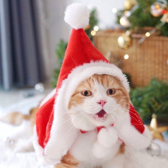 ผ้าคลุมคริสมาสต์ - Christmas Collection Purrpet