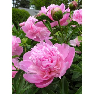 20 เมล็ด เมล็ดโบตั๋น ดอกโบตั๋น ดอกพีโอนี (Peony) สีชมพู Lady Anna