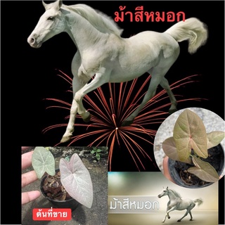 ม้าสีหมอก🐴🐴 บอนสี ใบไทยสีเทาสวยๆ(หายากน่าสะสมมากๆ)