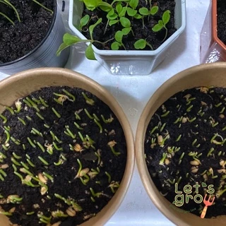 [หญ้าแมว] ชุดพร้อมปลูกต้นอ่อนข้าวสาลี Let’s grow📌📌ลดราคาพิเศษ 🎉พร้อมโค้ดส่วนลด‼️