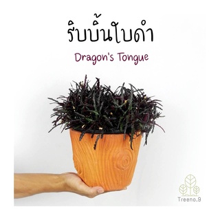 Treeno.9 T334  ริบบิ้นใบดำ ดอกสีขาว (Dragon’s Tongue) กระถางแขวน 8 นิ้ว / สูง 20-35 ซม. / ไม้ประดับ ไม้ดอก (ต้นไม้)