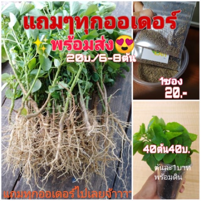 ต้นตำเเยเเมว เเบบไม่มีดิน ส่งไวมากก
