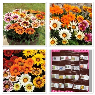 เมล็ดพันธุ์ ดอกกาซาเนีย คละสี (Gazania Flower Mix Seed) บรรจุ 10 เมล็ด