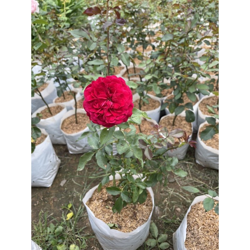 กุหลาบโมนาลิซ่า สีแดงเข้ม ดอกดก - รูปที่ 2