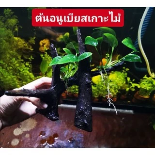 🎋ขอนไม้แต่งตู้ปลา​ อนูเบียสเกาะ1ช่อไม้ใหญ่🎋🎏
