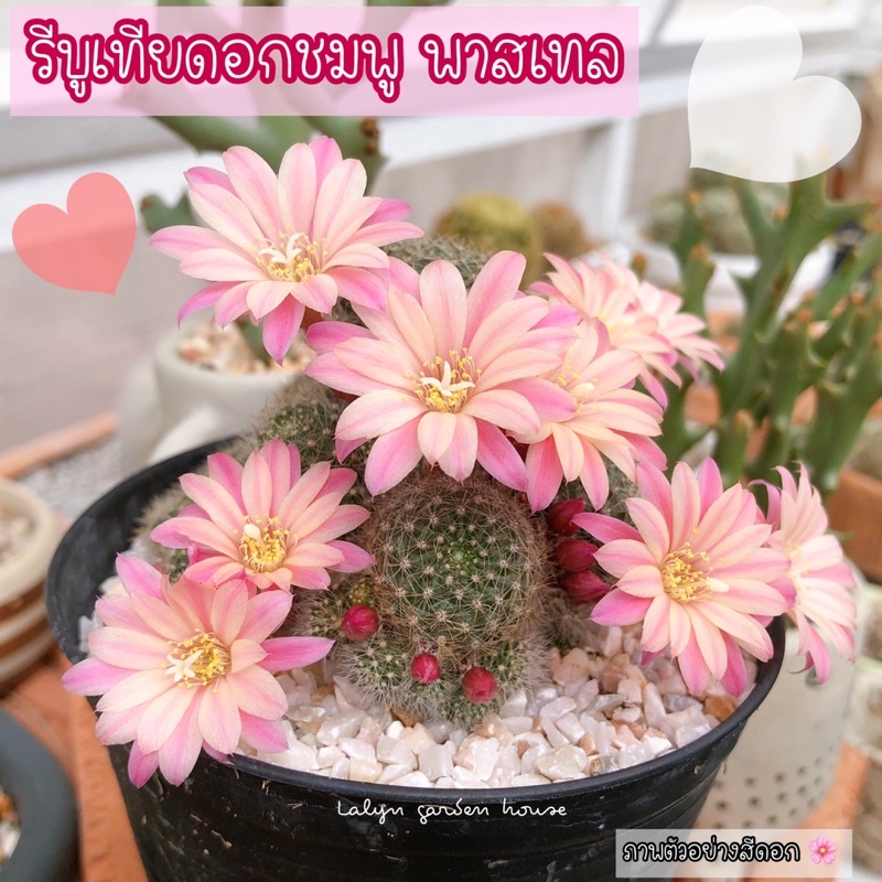 อัพเดท รีบูเทีย ดอกสีชมพู (ขายหมดไว)กระถาง 2 นิ้วนะคะ ดอกน่ารัก แตกหน่อเอง ต้องมีติดบ้านนะคะ เพราะดอกสวยมาก