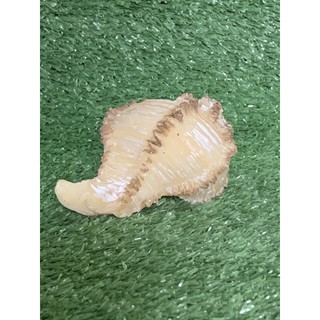 ของแต่งตู้ เปลือกหอย ทำจากเรซิน Seashell-D2 สีเหลืองน้ำตาล ON350B