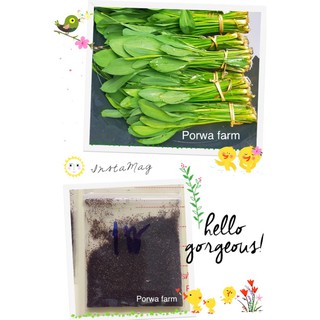 เมล็ดพันธ์ุผักพายน้อย ผักพายน้อย เมล็ดพันธ์ุผักพายน้อย 5,000 เมล็ดพันธ์ุ ปลูกง่าย ทนต่อโรค organic