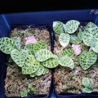 Sphagnum moss สแฟ็กนั่มมอส แบ่งขายกล่องละ 50฿ สินค้าพร้อมส่ง