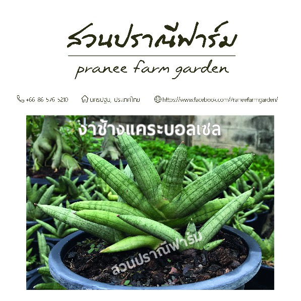 ต้นงาช้างแคระบอลเซล ในกระถางขนาด 8 นิ้ว