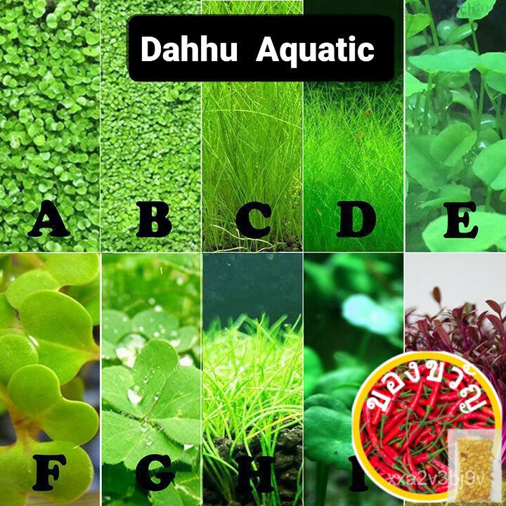 Aquarium Plant Seed Water Grass Foreground Aquatic Plants Carpet Plant Seed,fish aquarium,guppy bett
