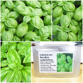 เมล็ดพันธุ์ อิตาเลี่ยน เบซิลใบใหญ่ (Italian Large Leaf Basil Seed) บรรจุ 400 เมล็ด คุณภาพดี ราคาถูก ของแท้ 100%