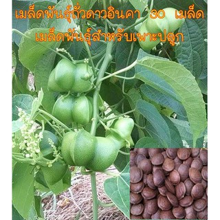 เมล็ดพันธุ์ถั่วดาวอินคา 30 เมล็ด เมล็ดพันธุ์สำหรับเพาะปลูก มีบริการเก็บเงินปลายทาง