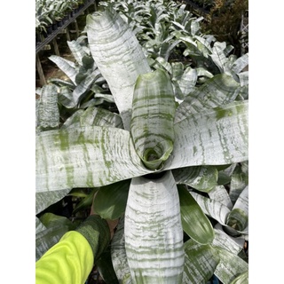 สับปะรดสี เอคเมีย พริเมรา 🌺ดอกสีชมพู Aechmea fasciata Primera 🪴จัดส่งแบบยังไม่ติดดอก
