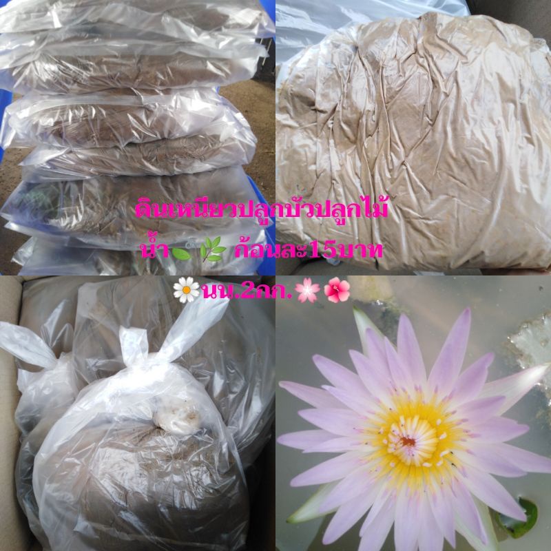 ดินเหนียวปลูกบัวปลูกไม้น้ำ​ก้อนละ15บาทน้ำหนัก2กก.