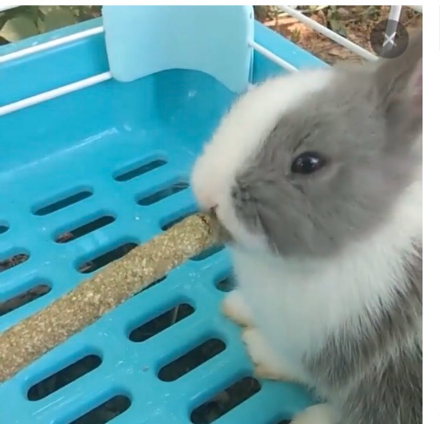 ใหม่: คุ๊กกี้หญ้าผสมผลไม้ สำหรับสัตว์ฟันแทะขนาดเล็ก / ถุง(5 แท่ง) 35.-/กล่อง(25แท่ง)125.- - รูปที่ 6