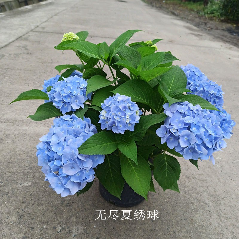 เปร ยบเท ยบf 春夏季绣球花苗无尽夏盆栽绿植八仙花庭院阳台美观花卉带花苞包邮 Thai Garnish
