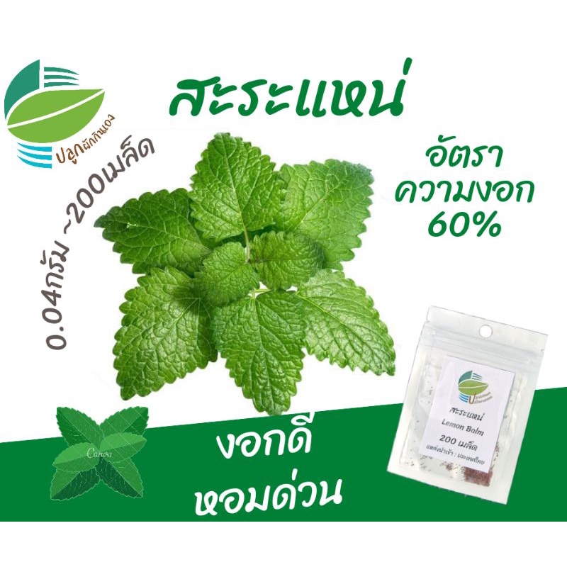 สะระแหน่​ไทยใบหอม 200 เมล็ด (0.4 กรัม)​