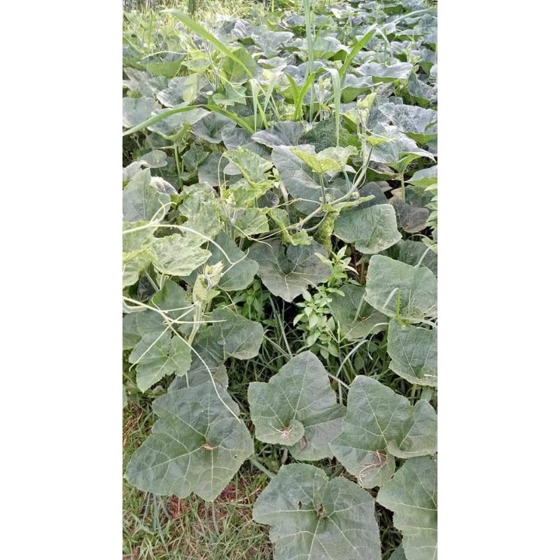 เมล็ดพันธุ์ฟักทองเก็บยอด (สำหรับเก็บยอดโดยเฉพาะ) - รูปที่ 5