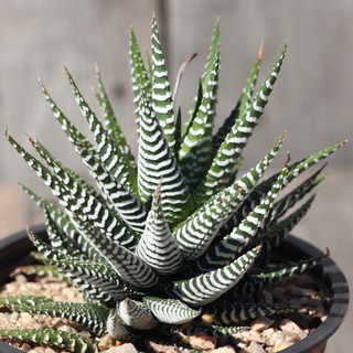 (shieg)Haworthia attenuata cv. wide zebra 7-8cm กุหลาบหินนำเข้า ไม้อวบน้ำ Succulents (ไลทอป Lithops แคคตัส cactus）