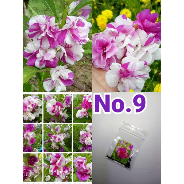 ดอกเทียนสีม่วงขาวแฟนซี (เบอ9)